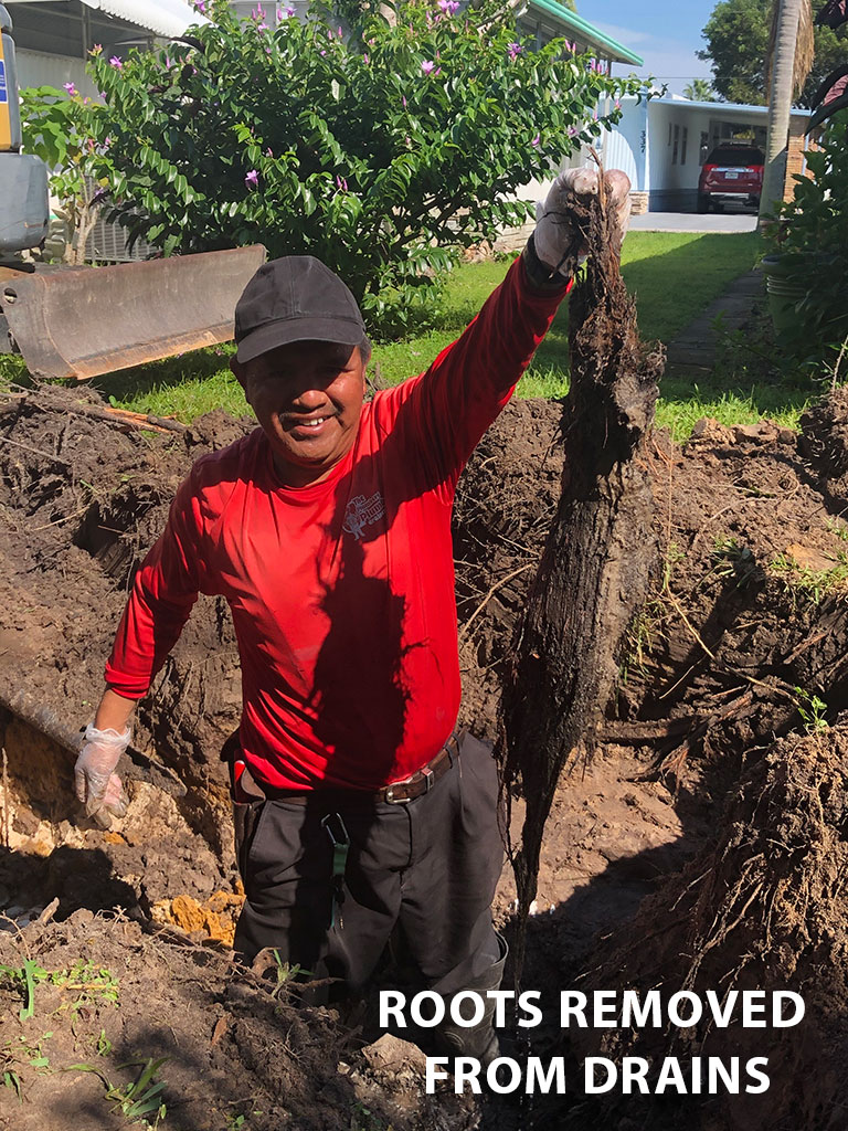 Roots Removed From Drains