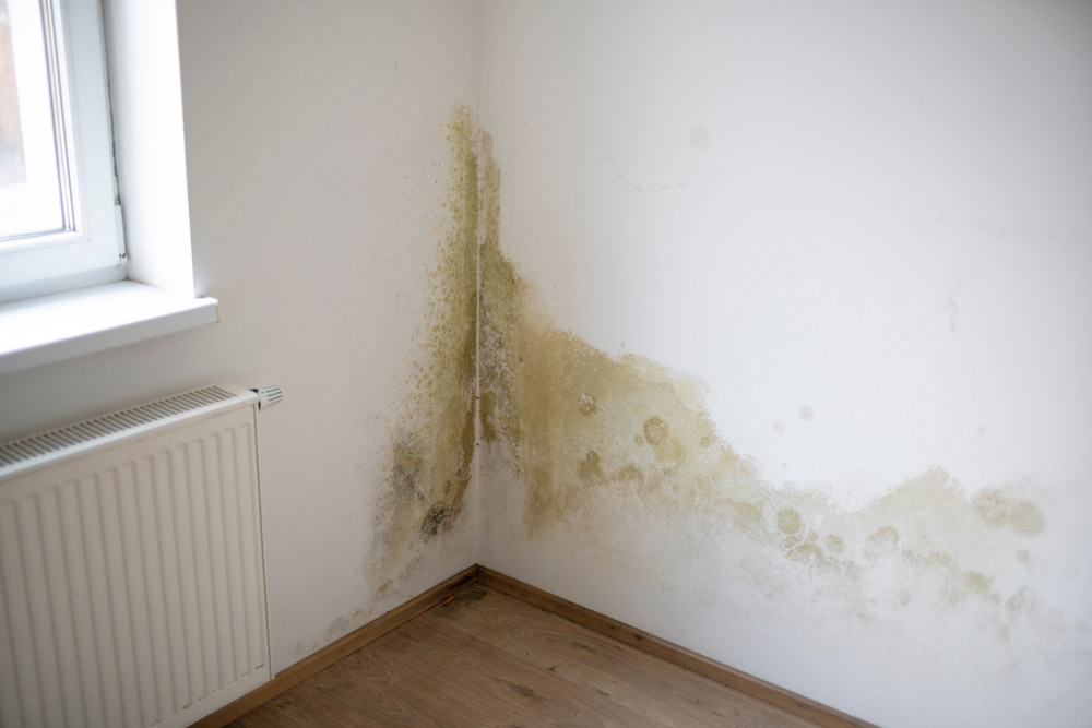 mold on wall/floor