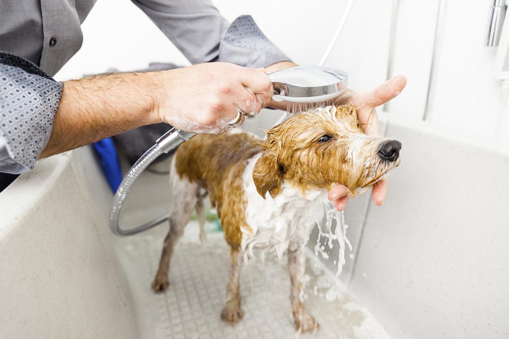 plumbing for pets dog or cat in the bathroom