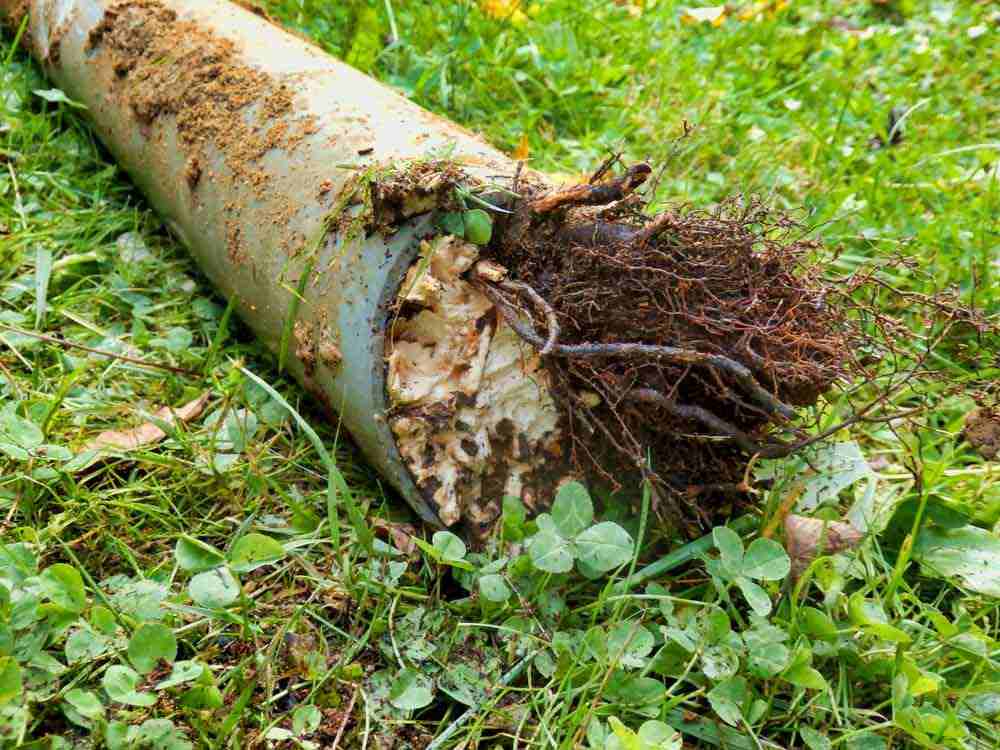 root intrusion in sewer pipe