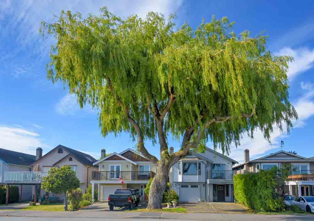 willow tree near a home